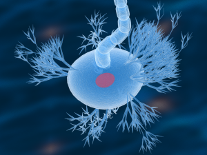 nerve cells neuron Model 3D
