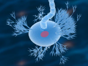 nerve cells neuron 3D Model