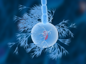 nerve cells neuron Model 3D