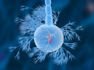 nerve cells neuron 3D Model