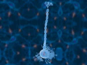 nerve cells neuron 3D Model