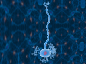 nerve cells neuron Model 3D