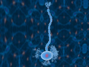 nerve cells neuron 3D Model