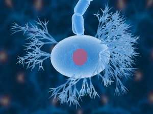 nerve cells neuron 3D Model