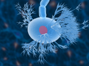 nerve cells neuron Model 3D