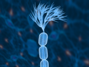 nerve cells neuron Model 3D