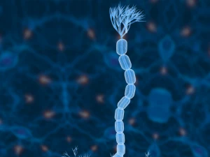 nerve cells neuron 3D Model