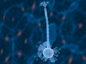 nerve cells neuron Model 3D