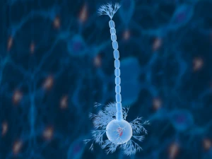 nerve cells neuron 3D Model