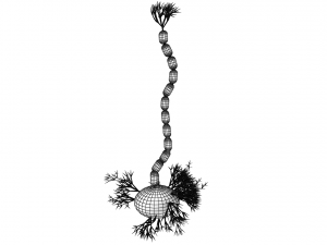 nerve cells neuron Model 3D