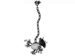 nerve cells neuron 3D Model