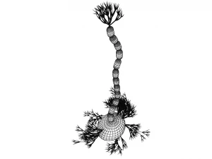 nerve cells neuron 3D Model