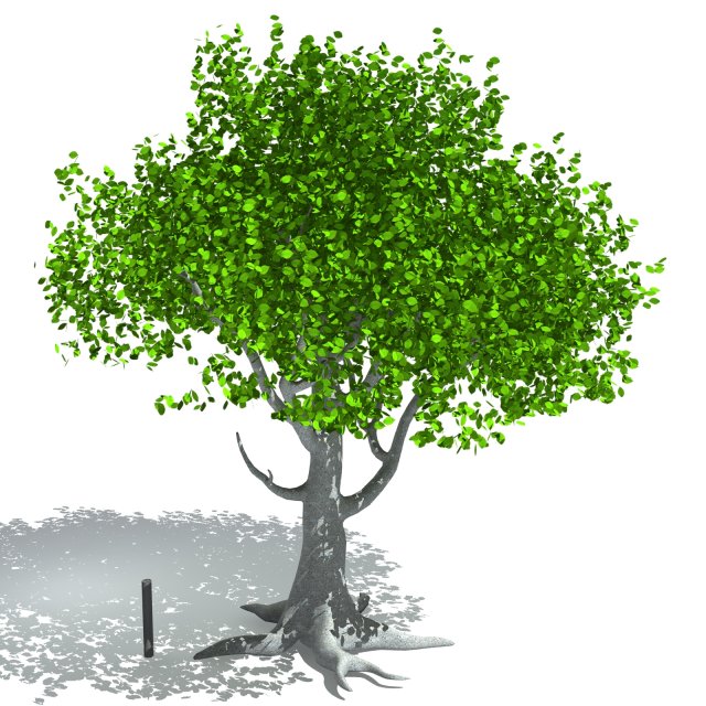 tree Model 3D .c4d .max .obj .3ds .fbx .stl .blend 