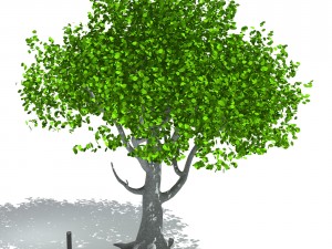 tree 3D Model