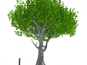 arbre Modèle 3D