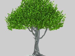 tree Model 3D
