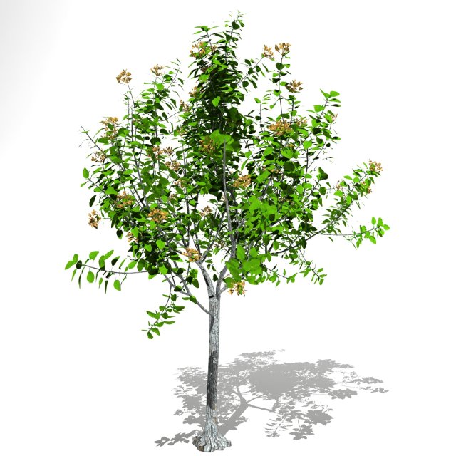 tree 04 3D Model .c4d .max .obj .3ds .fbx .stl .blend 