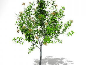 tree 04 3D Model