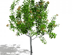 tree 04 3D Model