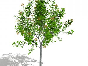 tree 04 3D Model