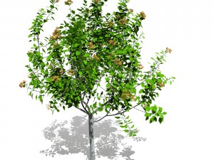 tree 04 3D Model