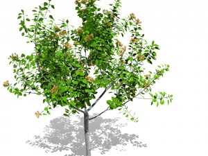 tree 04 3D Model