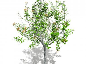 tree 04 3D Model