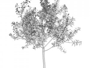tree 04 3D Model