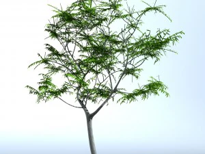tree 05 3D Model