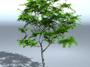 tree 05 3D Model