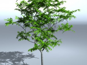 tree 05 3D-Modell