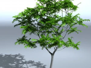 tree 05 3D Model