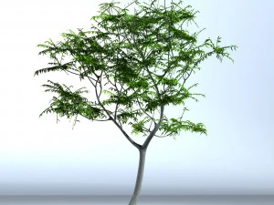 tree 05 3D Model