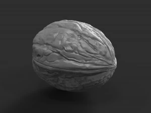 walnut 3D Print Model