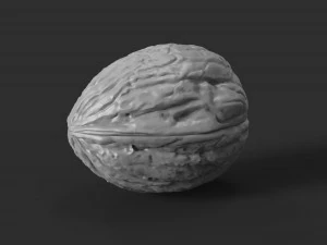 walnut 3D Print Model