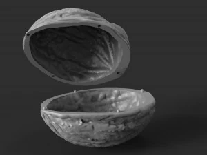walnut 3D Print Model