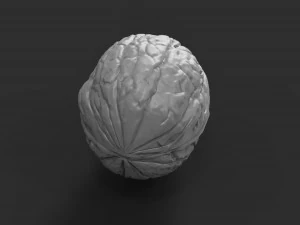 walnut 3D Print Model