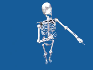 esqueleto humano ama&ntilde;ado masculino Modelo 3D