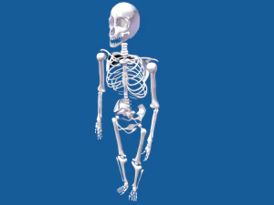 rigged human skeleton male 3D Model