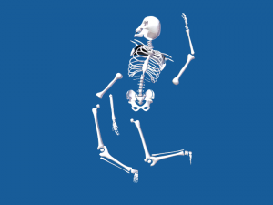 rigged human skeleton male 3D Model