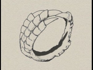 clutches ring 3D 프린트 모델