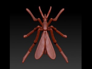 culex 3D Model