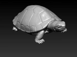 turtle 3D Model