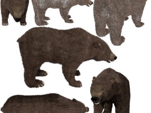 ber ber low poly 3D Model