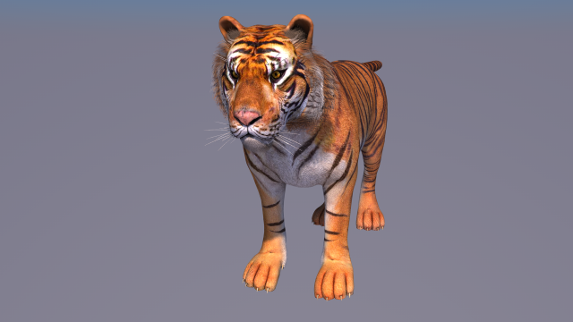 tiger 3D 모델 .c4d .max .obj .3ds .fbx .stl .blend 