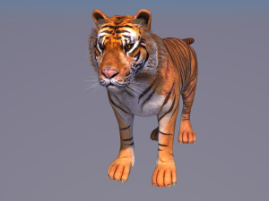 tiger Modelo 3D