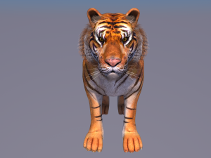 tiger 3D 모델