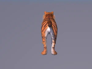 tiger 3D Model