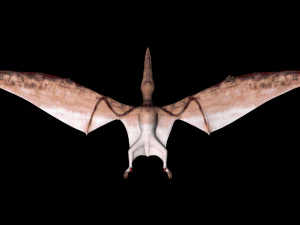 pterodactyl 3D Model