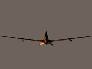 pterodactyl 3D Модель